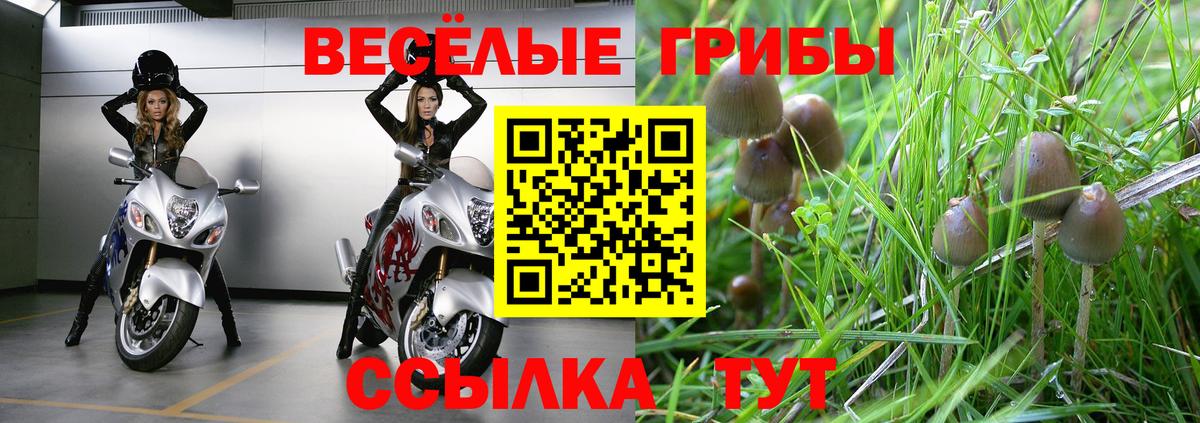 Выборг  Псилоцибиновые грибы Psilocybine cubensis  Вход с VPN 